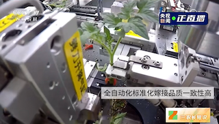越疆協(xié)作機器人的自動(dòng)嫁接應用場(chǎng)景